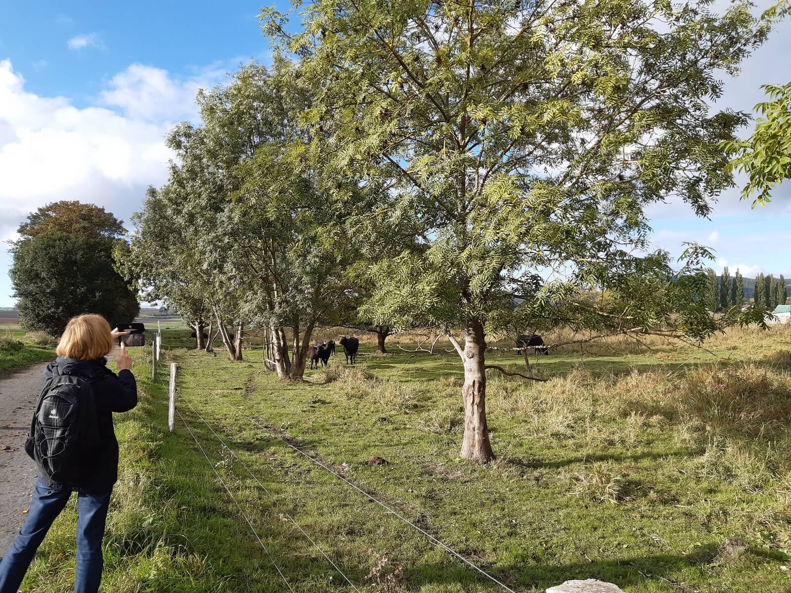 Wasserbffel-Herde im Naturschutzgebiet Threr Wiesen - Lupe Reisen